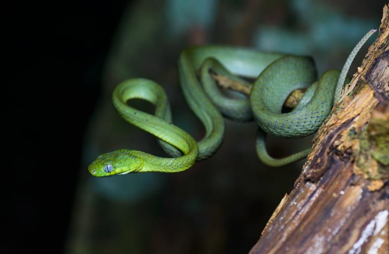 Quels serpents vivent en Thailande et au Laos