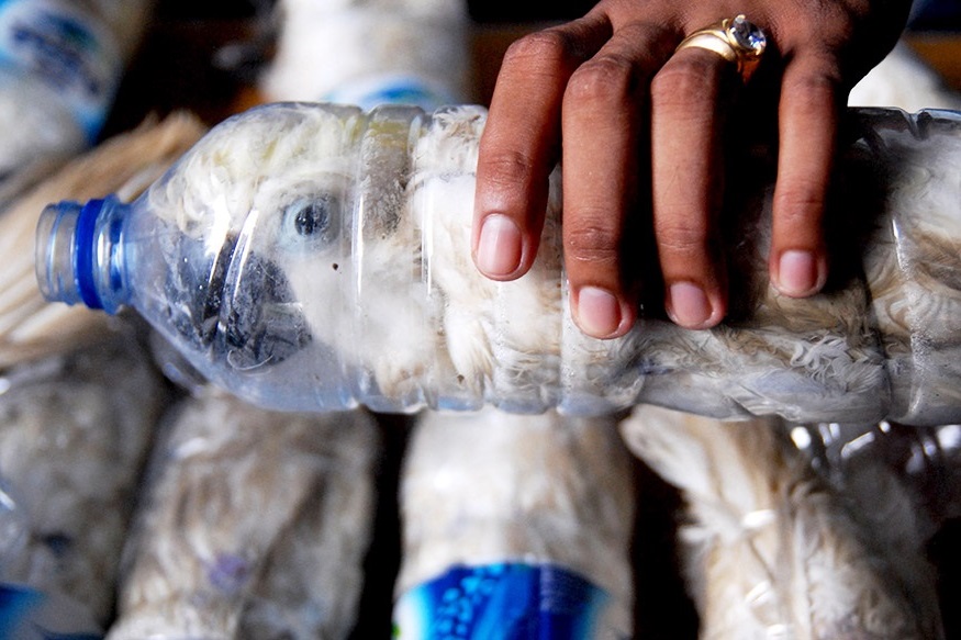Saisie de perroquets cacatoès par la douane de Bangkok
