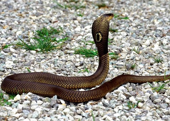 Cobra à monocle de Thaïlande