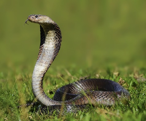 Cobra à monocle Vietnam Thaïlande