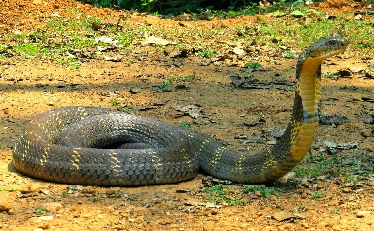 cobra royal Ophiophagus hannah