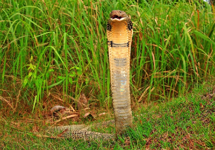 Cobra royal de Thaïlande