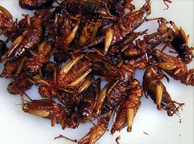 Insectes criquets fris à manger