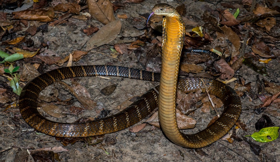 Photo cobra royal en Thaïlande
