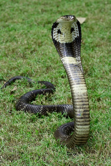 photo de cobra à monocle
