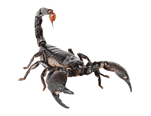 Piqûre scorpion noir