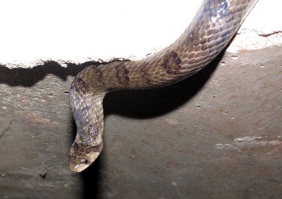 serpent Thaïlande oligodon purpurascens