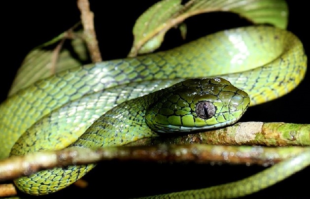 Serpent boiga cyanea Thaïlande Cambodge Laos