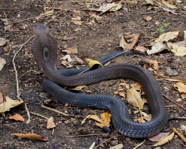 serpent cobra Naja kaouthia Thaïlande