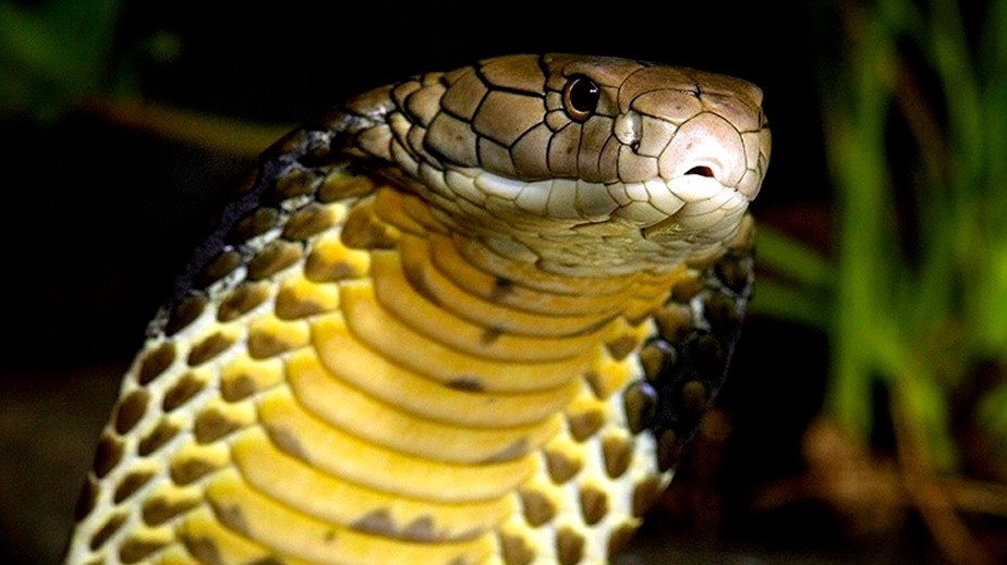 Serpent cobra Thaïlande Laos Vietnam
