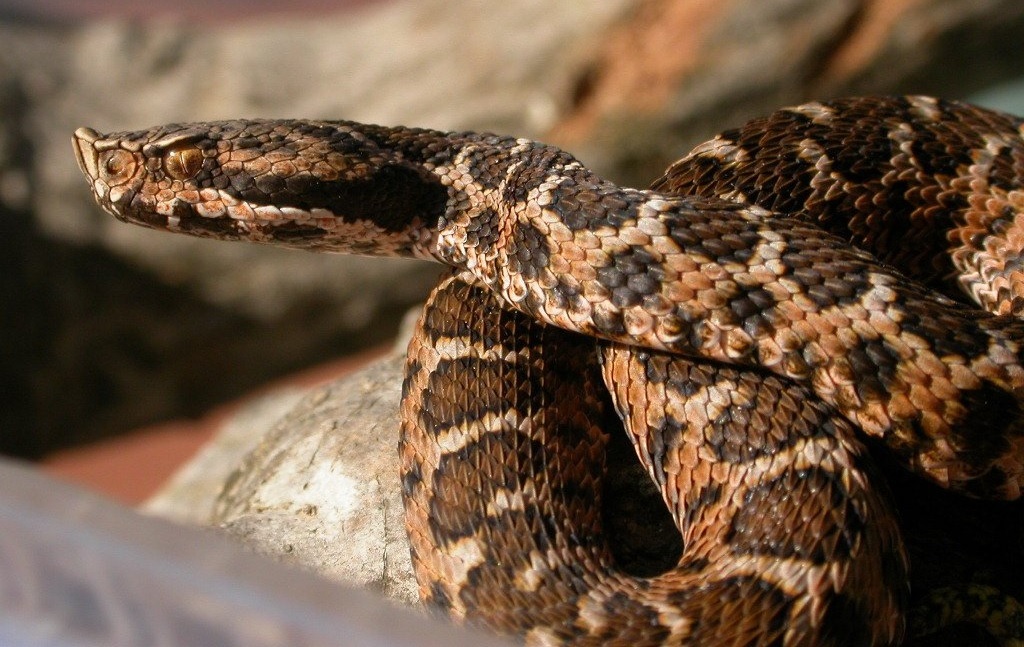 Serpent dangereux en France vipère aspic