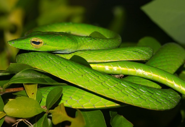 serpent de Thaïlande ahaetulla prasina
