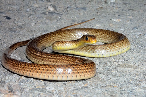 serpent de Thaïlande ptyas korros