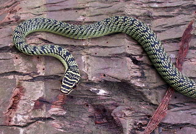 serpent volant Thaïlande chrysopelea ornata