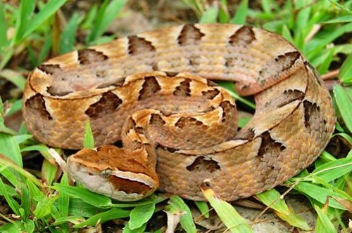 Vipère de Malaisie dangereux serpent venimeux
